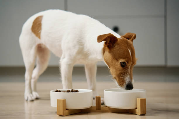 istock Dog eating dry food from bowl in kitchen 2005491688