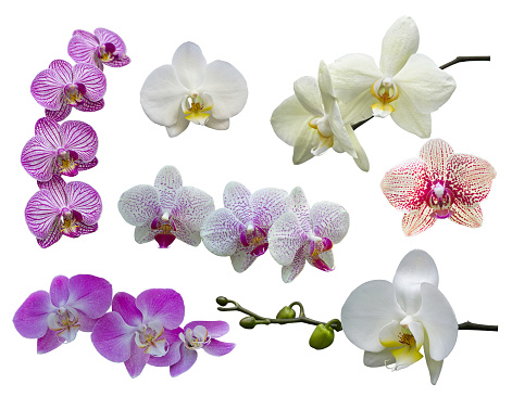 Set of seven orchid flowers and branches isolated on white background. Pink and white orchid flowers close-up