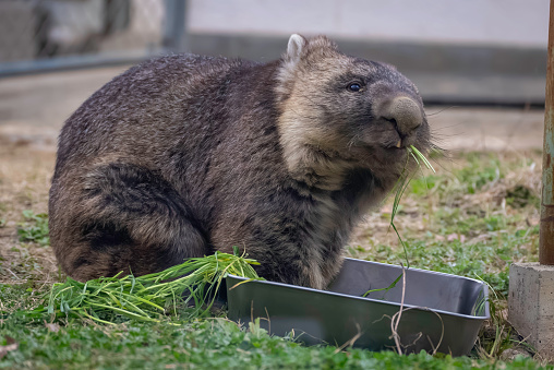 wombat eating grass