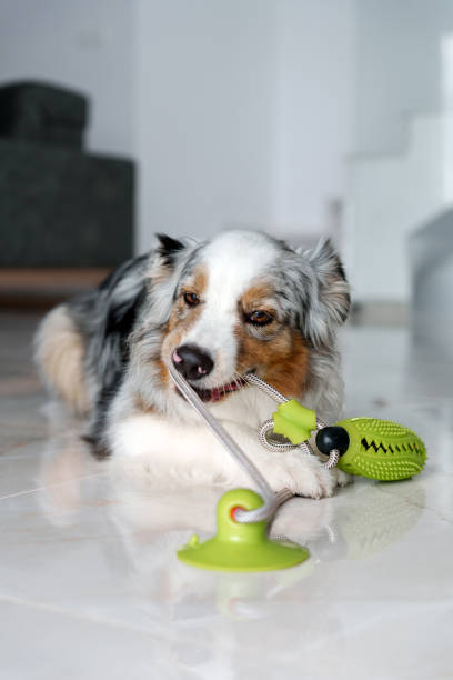 istock Cute Australian Shepherd dog playing with rubber toy at home 2005503705
