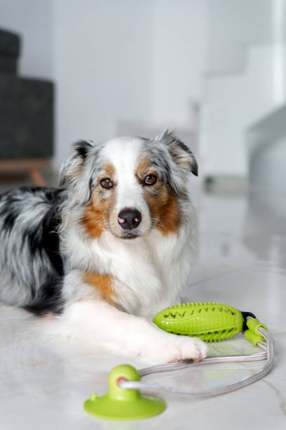 istock Cute Australian Shepherd dog playing with rubber toy at home 2005506512