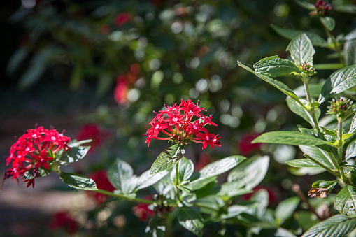 Red Egyptian Star flowers, Pentas Lanceolata.