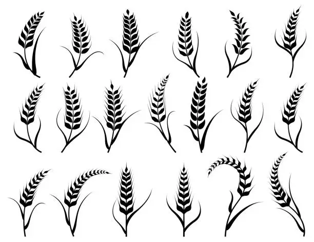 Vector illustration of Wheat ears vector set