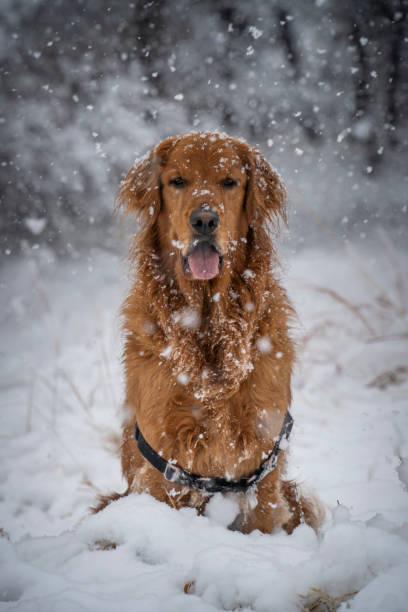 istock Golden Snow Dog 2005513868