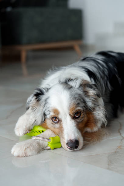 istock Cute Australian Shepherd dog playing with rubber toy at home 2005516734