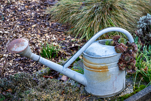 old watering can in the garden