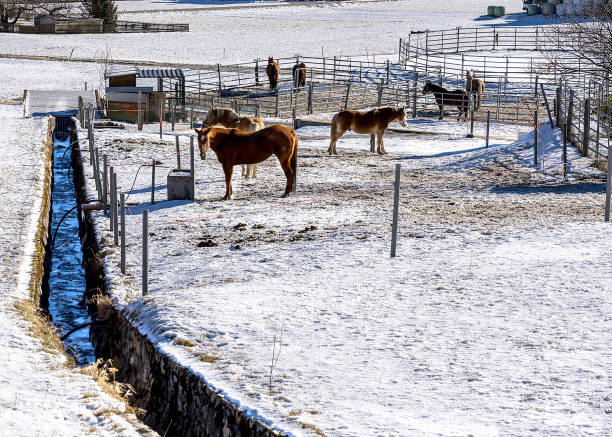 The Big Hole Valley in Montana is on e of the last best places on earth. Still feeding cattle with a sleigh and work horses.