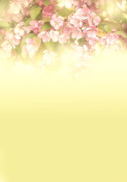 branches with pink delicate spring flowers of fruit tree. apple flowering. Delicate artistic photo. selective focus. Vintage style, foggy background