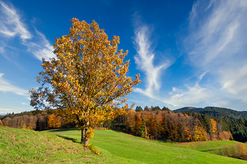 Beautiful golden tree on a hill slope in green meadow. In the background red and yellow autumn trees in forest. Amazing blue sky in late autumn.