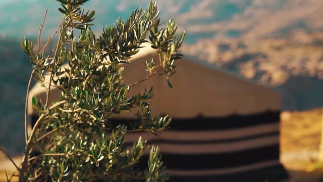 Oleander leaves detail stock video