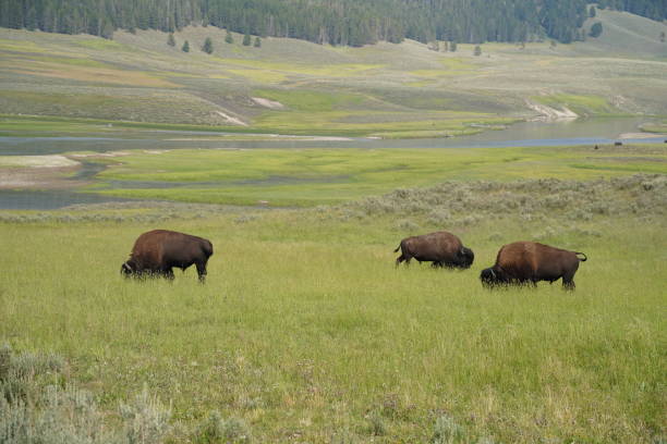 istock Bison Grazing in Yellowstone National Park 2005536190