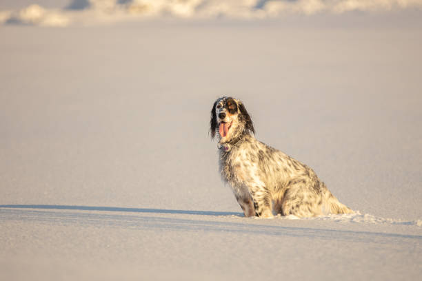 English setter dalmatian dog