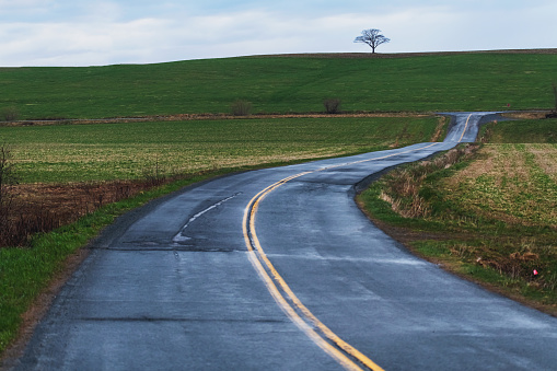 A wet curving road leads toward a lone tree on a distant hill.