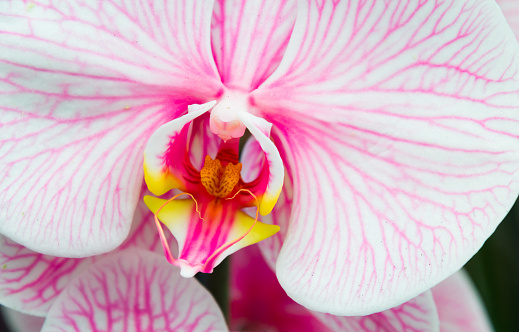 Close up of the inner stamens on a moth orchid