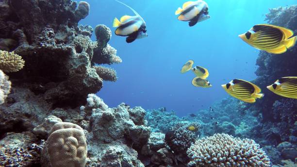 istock butterfly fish The marine life 2005543722