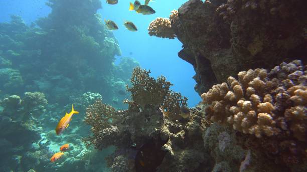 istock The marine life 2005543726