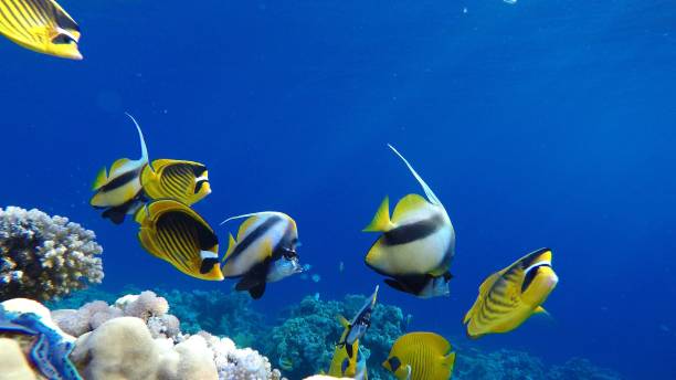istock butterfly fish The marine life 2005543731