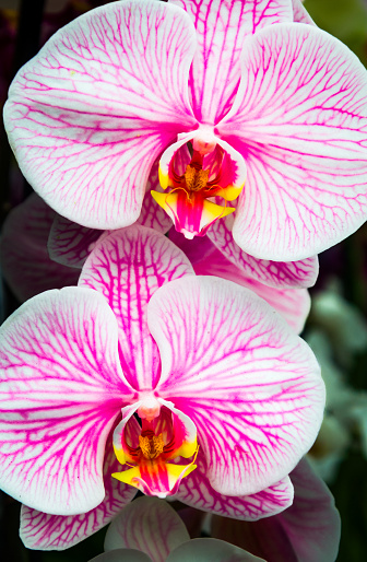 Close up of two flowers of a pink moth orchid.