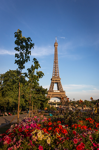 Eiffel Tower behind beautiful flowers with blue sky