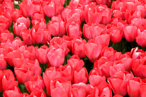 istock Big red tulips in full bloom in Emirgan park 2005558009