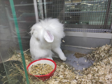 Big white fluffy rabbit in the cage