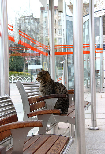 Istanbul, Turkey - April 14, 2021: A cat sits at a public transport (tram) stop and looks through the glass at others in the Sultanahmet district