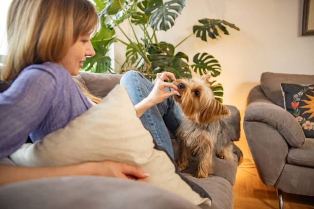 istock Yorkishire terrier and Owner's Treat Time Cuddle 2005582166