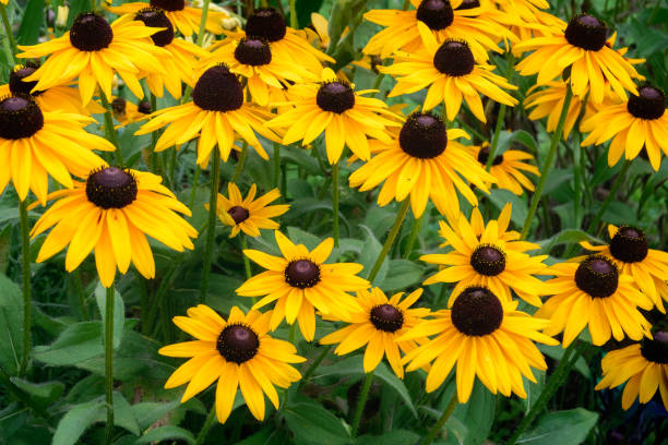 istock Blooming Rudbeckia flowers 2005584272