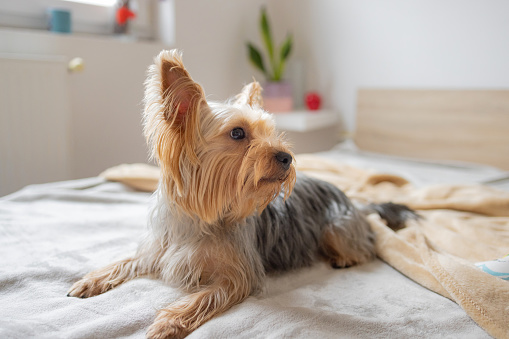 Groomer putting towel on a yorkshire terrier dog