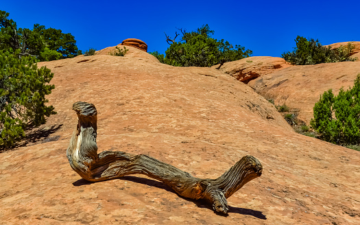 Dry tree trunk against the background of an erosional landscape, Arches National Park, Moab, Utah, USA