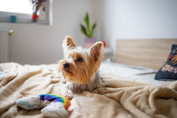istock Cute pet dog in the bedroom 2005589081
