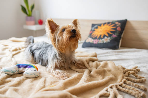 istock Cute pet dog in the bedroom 2005589619