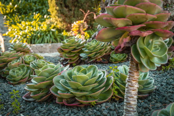 beautiful plants iin the Bacalhoa Buddha Eden oriental landscape park in Portugal