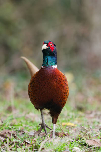 istock Portrait of male pheasant 2005613383