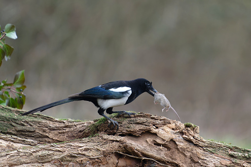 A magpie caught a mouse