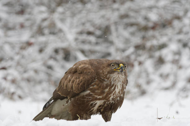 Eurasian buzzard in winter