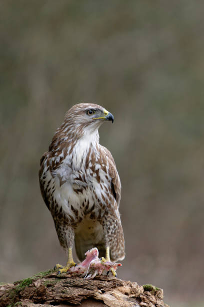 istock Eurasian Buzzard on its perch with prey 2005614958