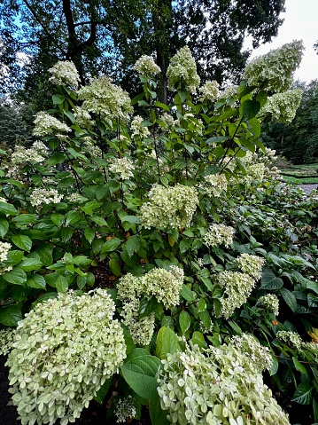 bouquet hydrangea blooming white in park with green leaves