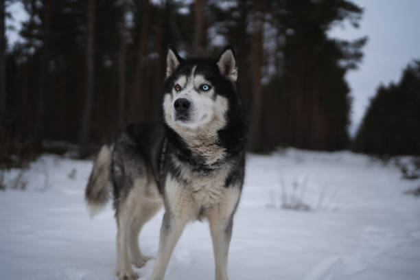 Husky dog with multi colored eyes in a winter forest. High quality photo