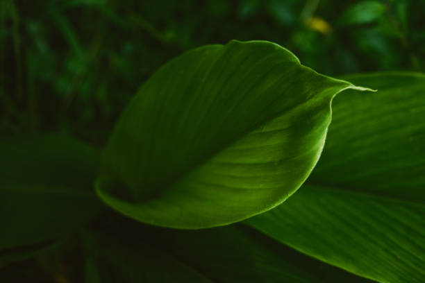 istock leaf in the garden close up 2005651302