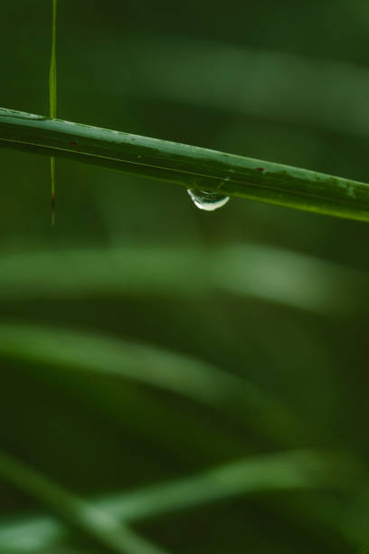 Water Drops on fresh Green leaves after Rain - Rain drops on Grass