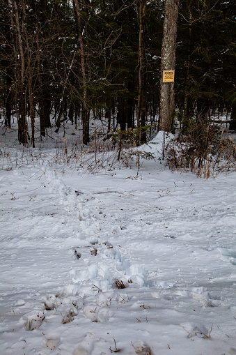 White-tailed deer tracks going in and out of private wooded land with posted no hunting or trespassing sign, vertical