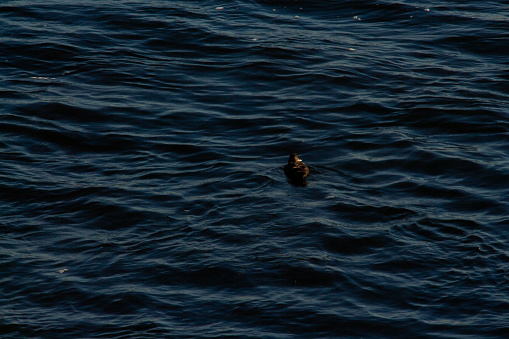 a duck swimming in the St. Lawrence River