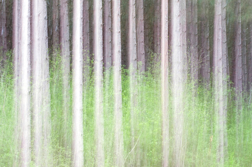 Grove of pine trees blurred by intentional camera movement