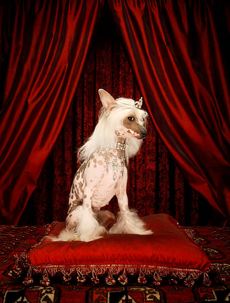 Chinese crested dog wearing tiara sitting on red cushion karen moskowitz stock pictures, royalty-free photos & images
