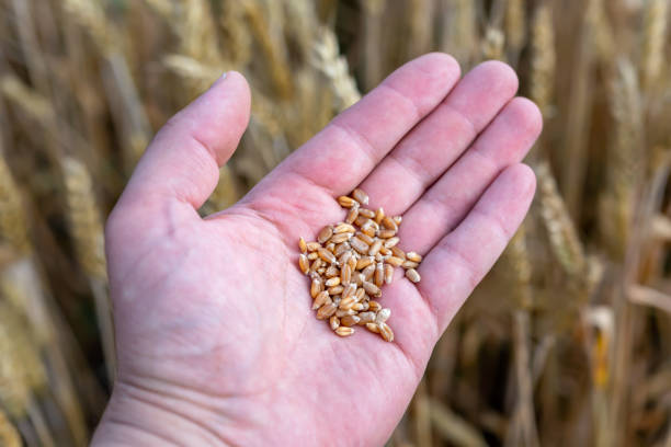 A farmer hand holding a wheat grains in a wheat field. Selective focus.