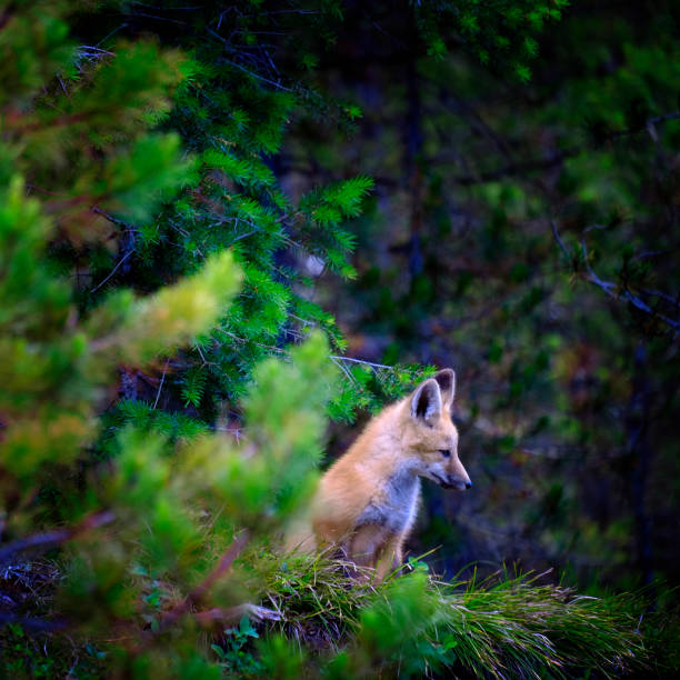 istock Wild Fox Near Den in Wilderness Animals 2005683929