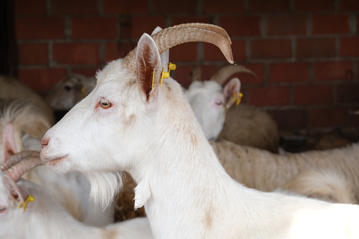 goats and baby goats in agricultural farm barn sitting  playing