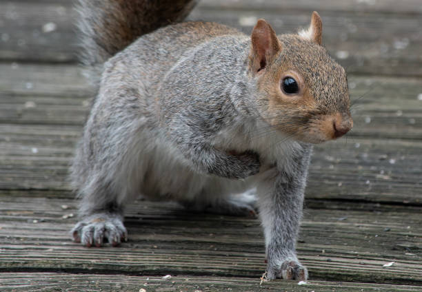istock A gray Squirrel arrives on the beck 2005693566