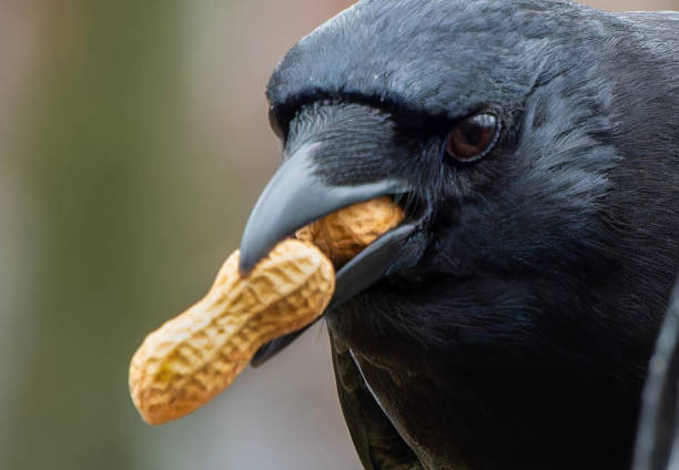 A large black bird with two peanuts in its mouth